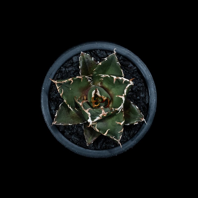 アガベ チタノタ 白鯨 / Agave titanota 'White Whale' #8 |