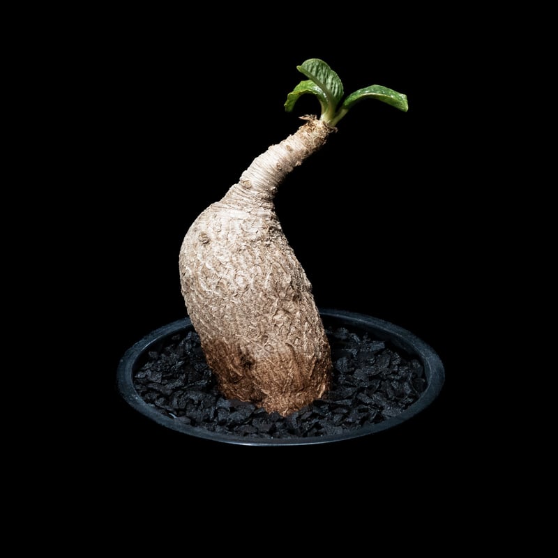 ユーフォルビア プリムリフォリア / Euphorbia primulifolia #1 |