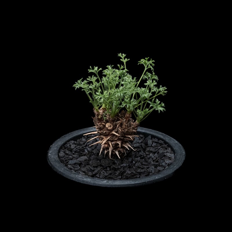 ペラルゴニウム ヒストリクス / Pelargonium hystrix #1 | Ducks