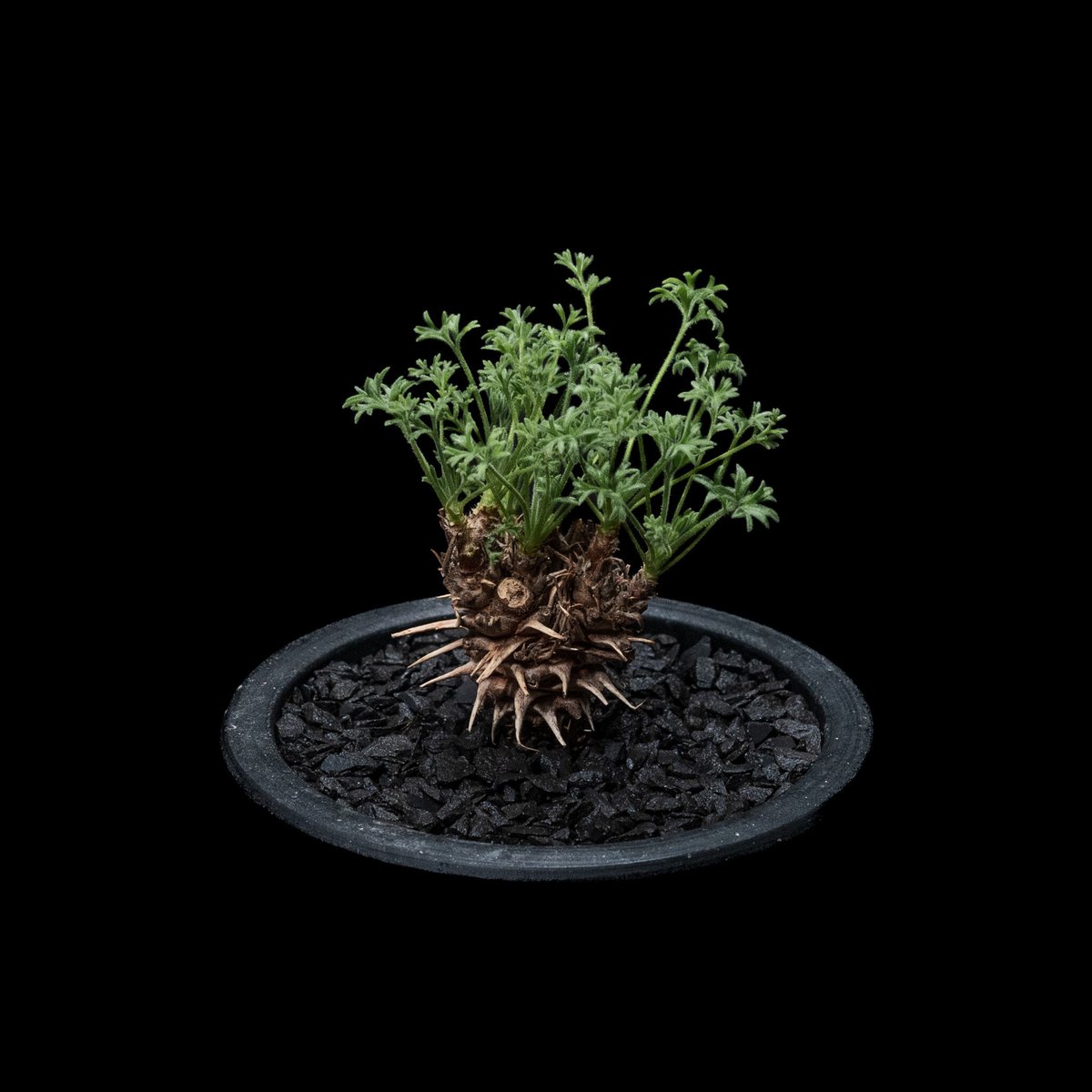 ペラルゴニウム　パルビペタルム×ヒストリクス ペラルゴニウム ヒストリクス / Pelargonium hystrix #1 | Ducks