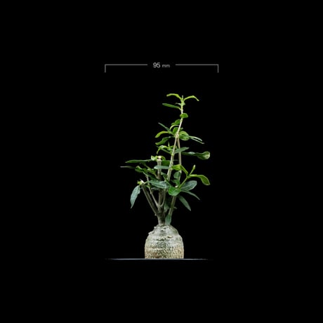 フォッケア エデュリス / Fockea edulis #6