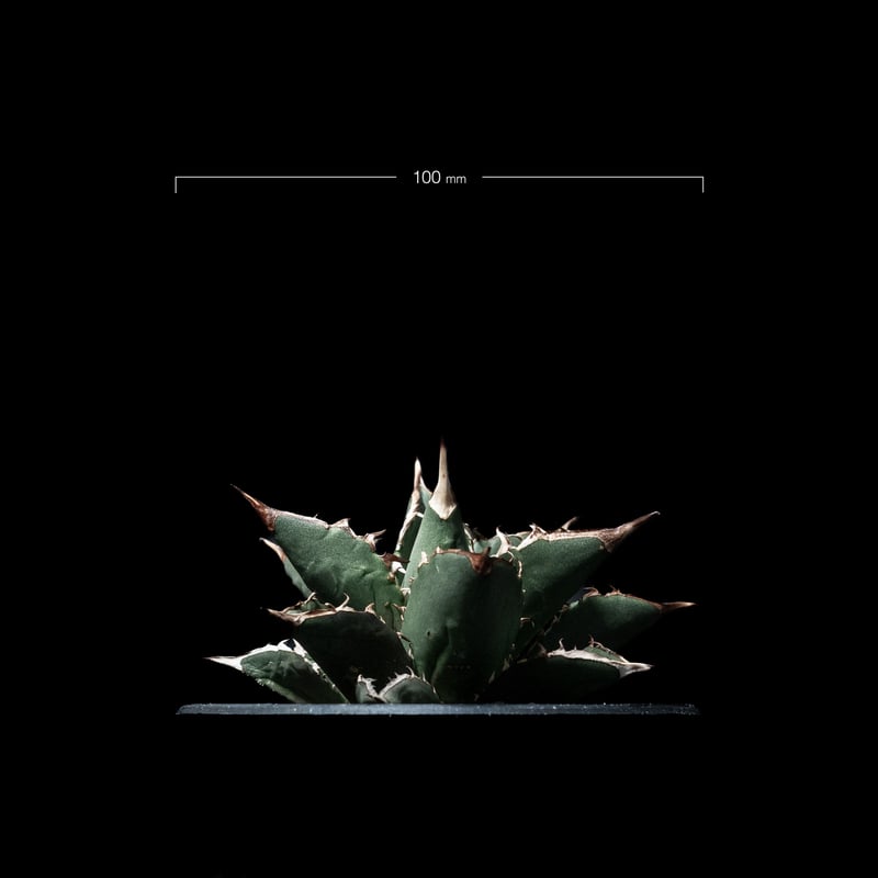 アガベ チタノタ 大島 / Agave titanota 'Oshima' #2 | Duck