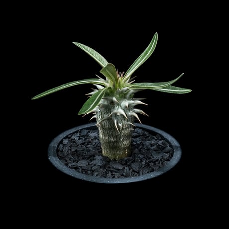 パキポディウム ホロンベンセ / Pachypodium horombense #1