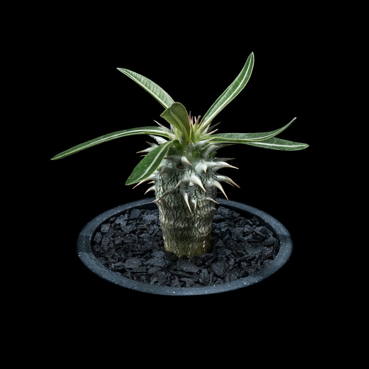 パキポディウム ホロンベンセ / Pachypodium horombense #1 | Du