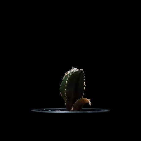 アガベ チタノタ 白鯨 / Agave titanota ‘White Whale’ #53