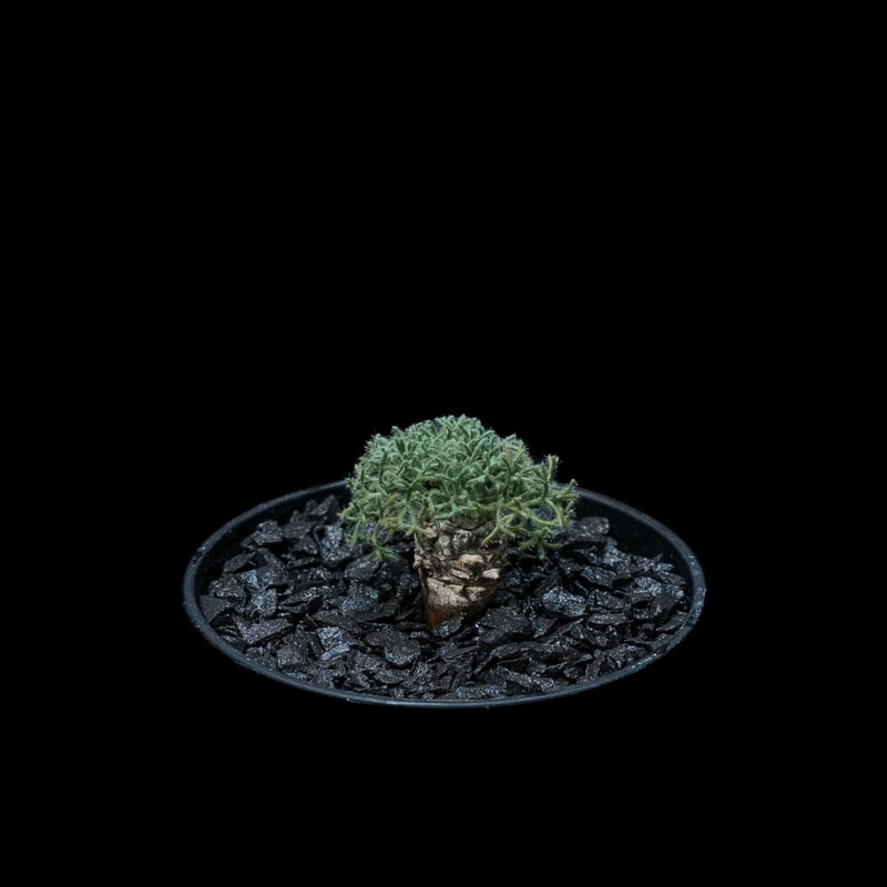 種子】 モンソニア ペニクリナ 採れたて種子20個 サルコカウロン 2025