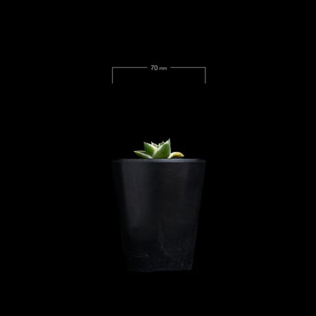 アガベ 王妃笹の雪 A型 白覆輪斑 ピンキー / Agave filifera var. compacta 'Pinky' #1