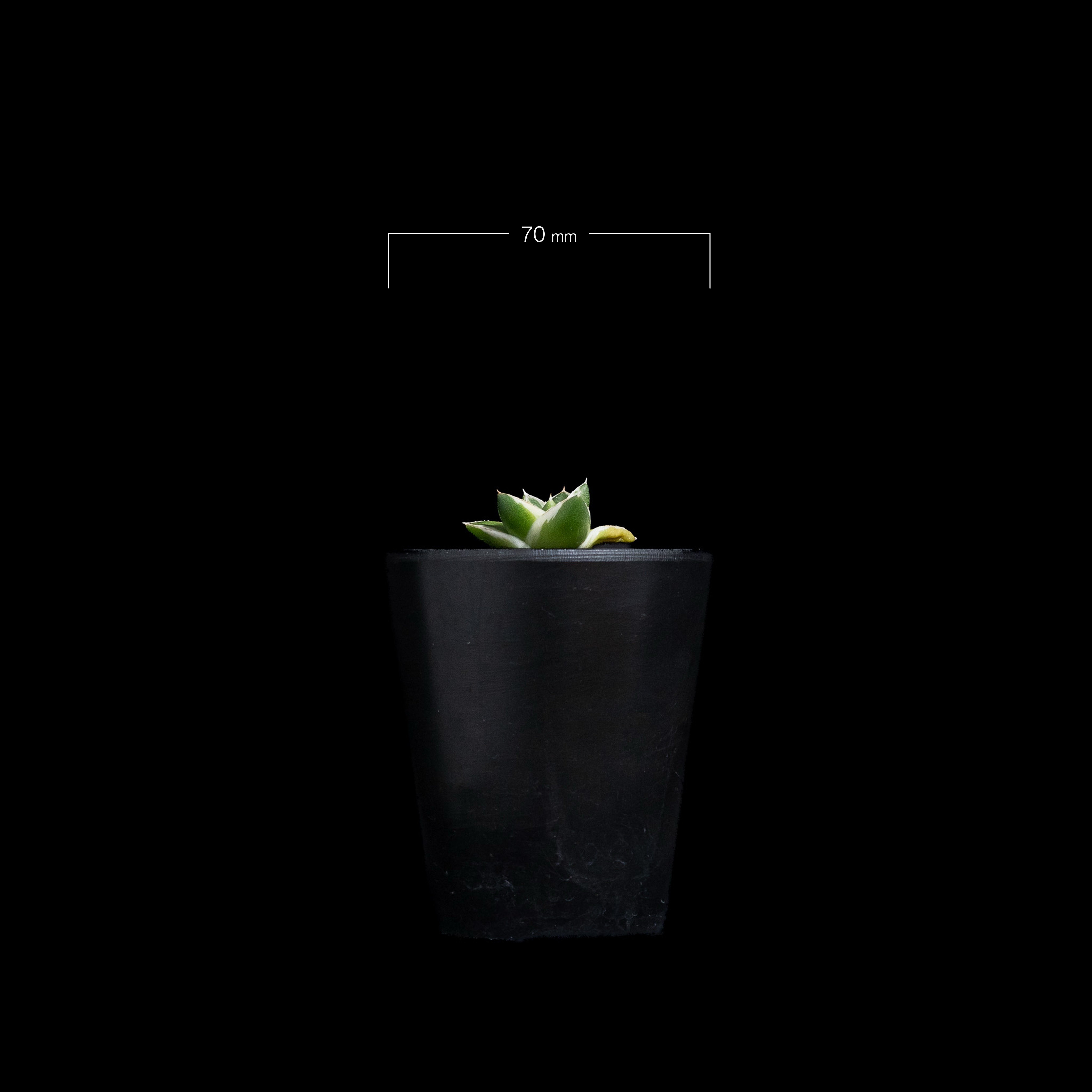 アガベ 王妃笹の雪 A型 白覆輪斑 ピンキー / Agave filifera var. co