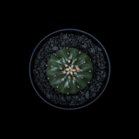 アストロフィツム アステリアス (兜丸) 十一稜 / Astorophytum asterias v. 11ribs #4
