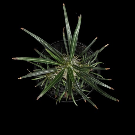 パキポディウム グラキリス / Pachypodium rosulatum var. gracilius #55
