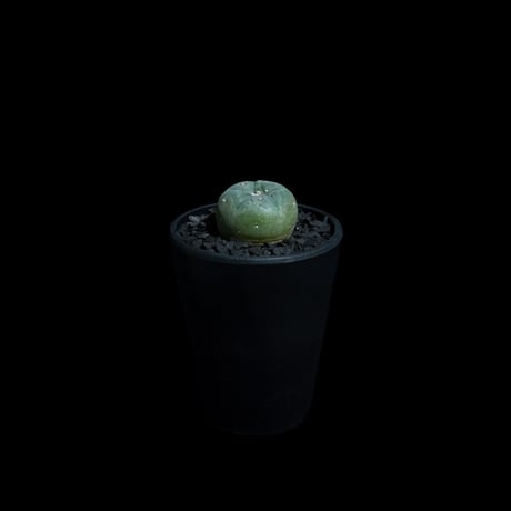ロフォフォラ 翠冠玉 / Lophophora diffusa #1