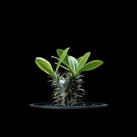 パキポディウム デンシカウレ / Pachypodium densicaule #10