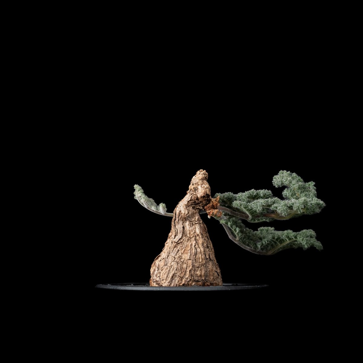 ペラルゴニウム トリステ / Pelargonium triste #10 | Ducks (