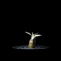 パキポディウム デンシフローラム / Pachypodium densiflorum