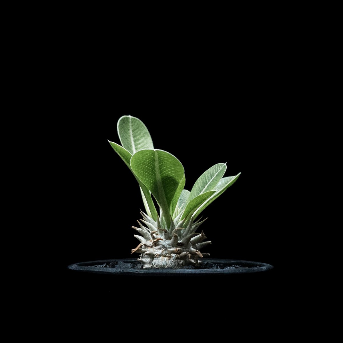 パキポディウム ブレビカリックス / Pachypodium densiflorum