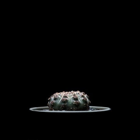 ギムノカリキウム 瑞昌玉 [黒刺タイプ] / Gymnocalycium stellatum var. kleinianum