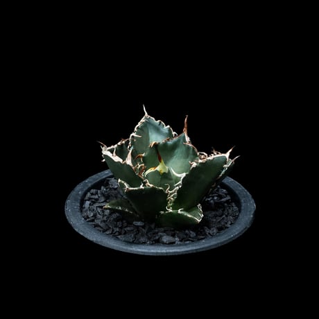 アガベ チタノタ 白鯨 / Agave titanota ‘White Whale’ #9