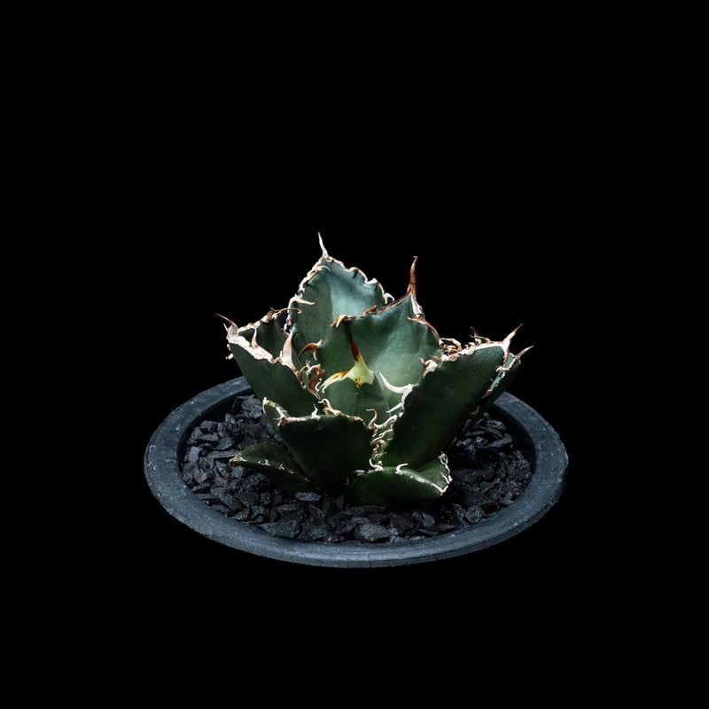 アガベ チタノタ 白鯨 / Agave titanota 'White Whale' #9 |