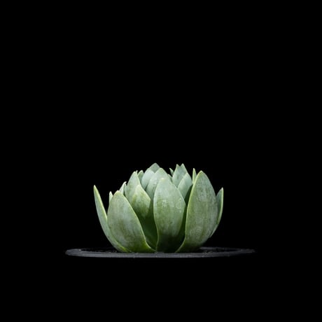 オロスタキス 岩蓮華 / Orostachys iwarenge #2