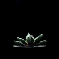 フォーカリア 荒波 / Faucaria tuberculosa ‘Aranami’