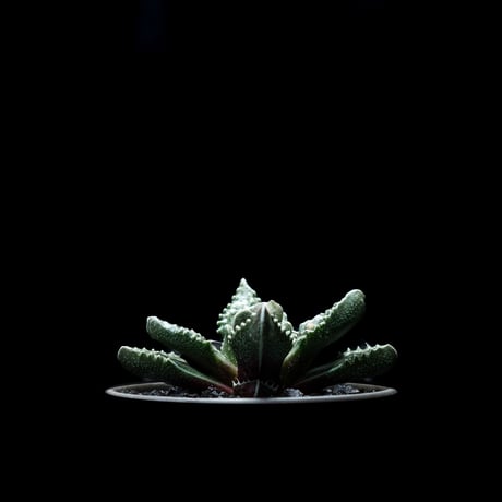 フォーカリア 荒波 / Faucaria tuberculosa ‘Aranami’