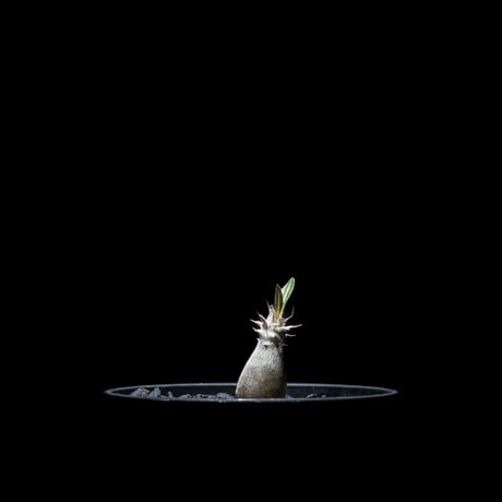 パキポディウム グラキリス / Pachypodium rosulatum var. gracilius #9