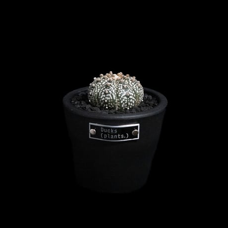 アストロフィツム アステリアス / Astrophytum asterias #7