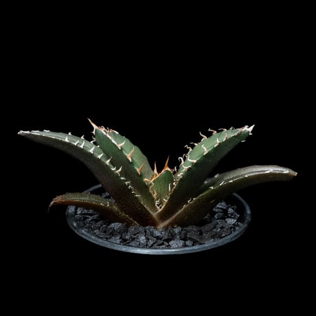 アガベ チタノタ 白鯨 / Agave titanota ‘White Whale’ #53