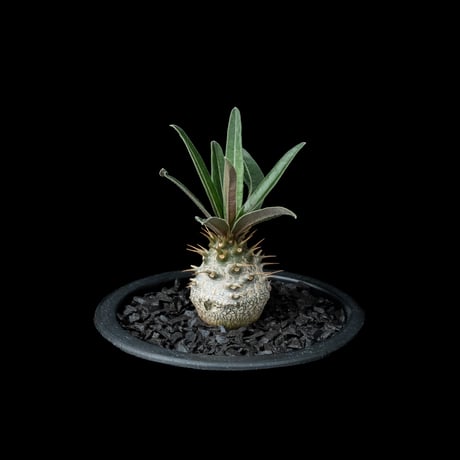 パキポディウム グラキリス / Pachypodium rosulatum var. gracilius #54