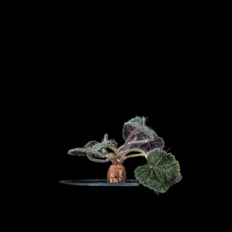 ペラルゴニウム バークリー / Pelargonium barklyi #1