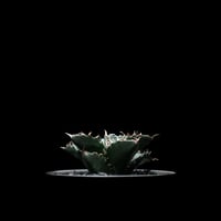 アガベ 王妃笹の雪 A型 白覆輪斑 ピンキー / Agave filifera var. co