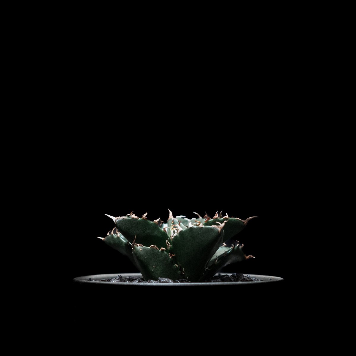 アガベ・チタノタ 夕映厳竜 / Agave titanota 'Solar Eclipse'