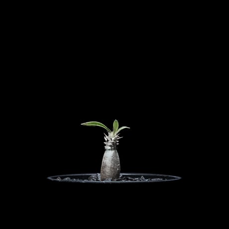 パキポディウム グラキリス / Pachypodium rosulatum var. gracilius #7