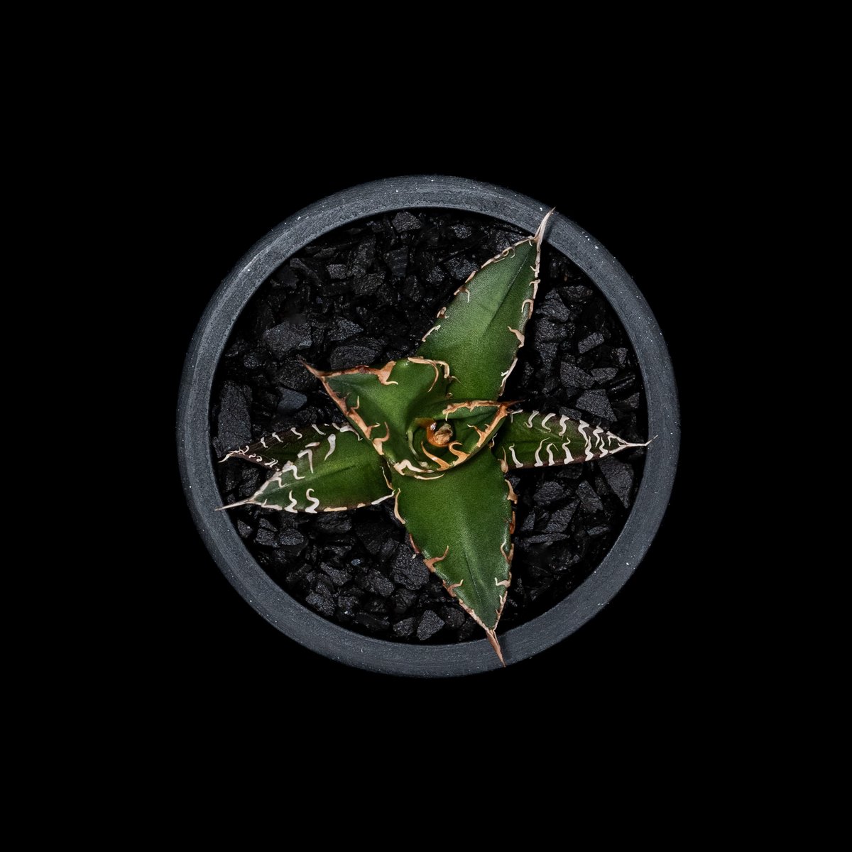 アガベ チタノタ シーザー / Agave titanota 'Caesar' #45 | D