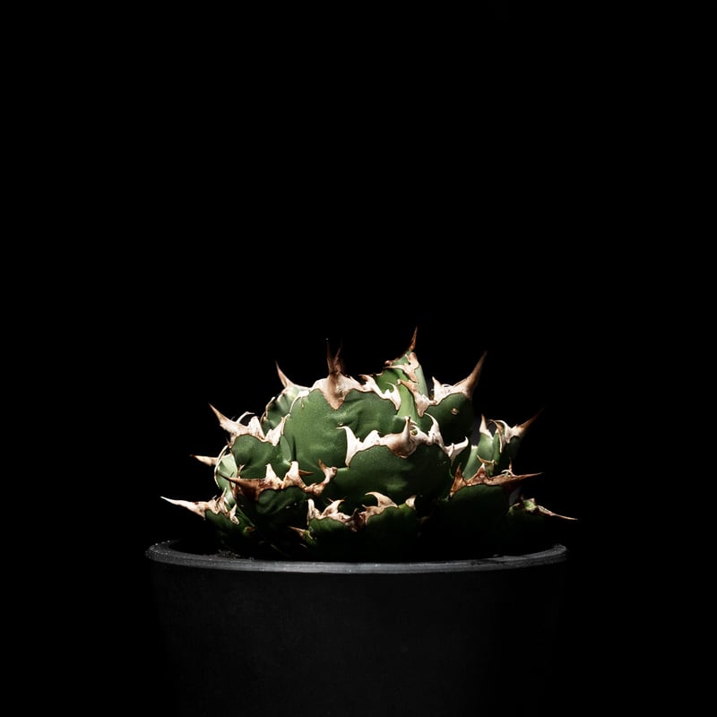 アガベ チタノタ 姫厳竜 / Agave titanota 'Dwarf' #3 | Duck