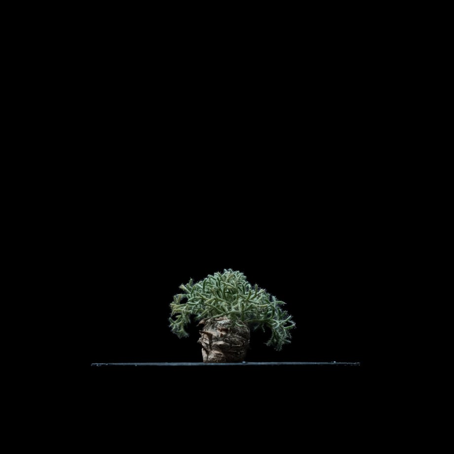 651f7c1cec918a00333e0d81