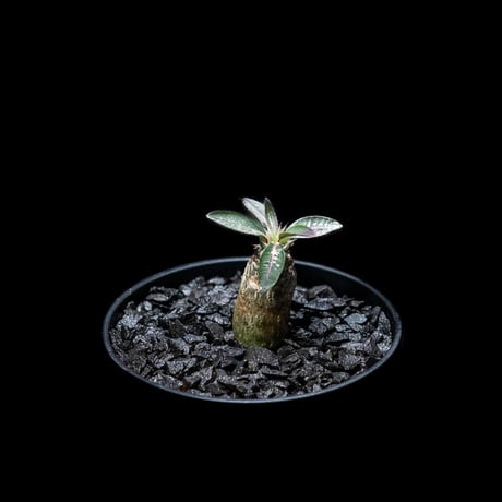 パキポディウム デンシフローラム / Pachypodium densiflorum
