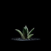 アガベ チタノタ ハデス / Agave titanota ‘Hades’ #5