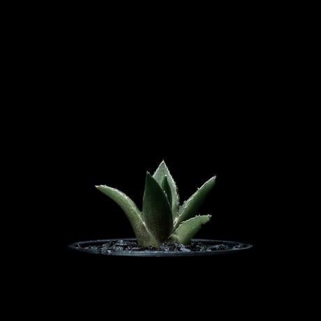 【親株のみ】tonys hades トニーハデス　　アガベ　チタノタ tony産 HADES スーパーハデス 子株 アガベ チタノタ