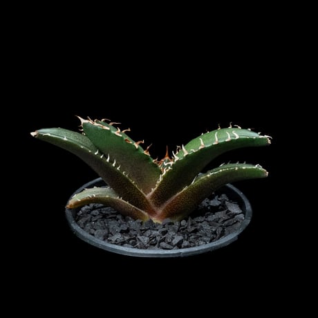 アガベ チタノタ 白鯨 / Agave titanota ‘White Whale’ #56