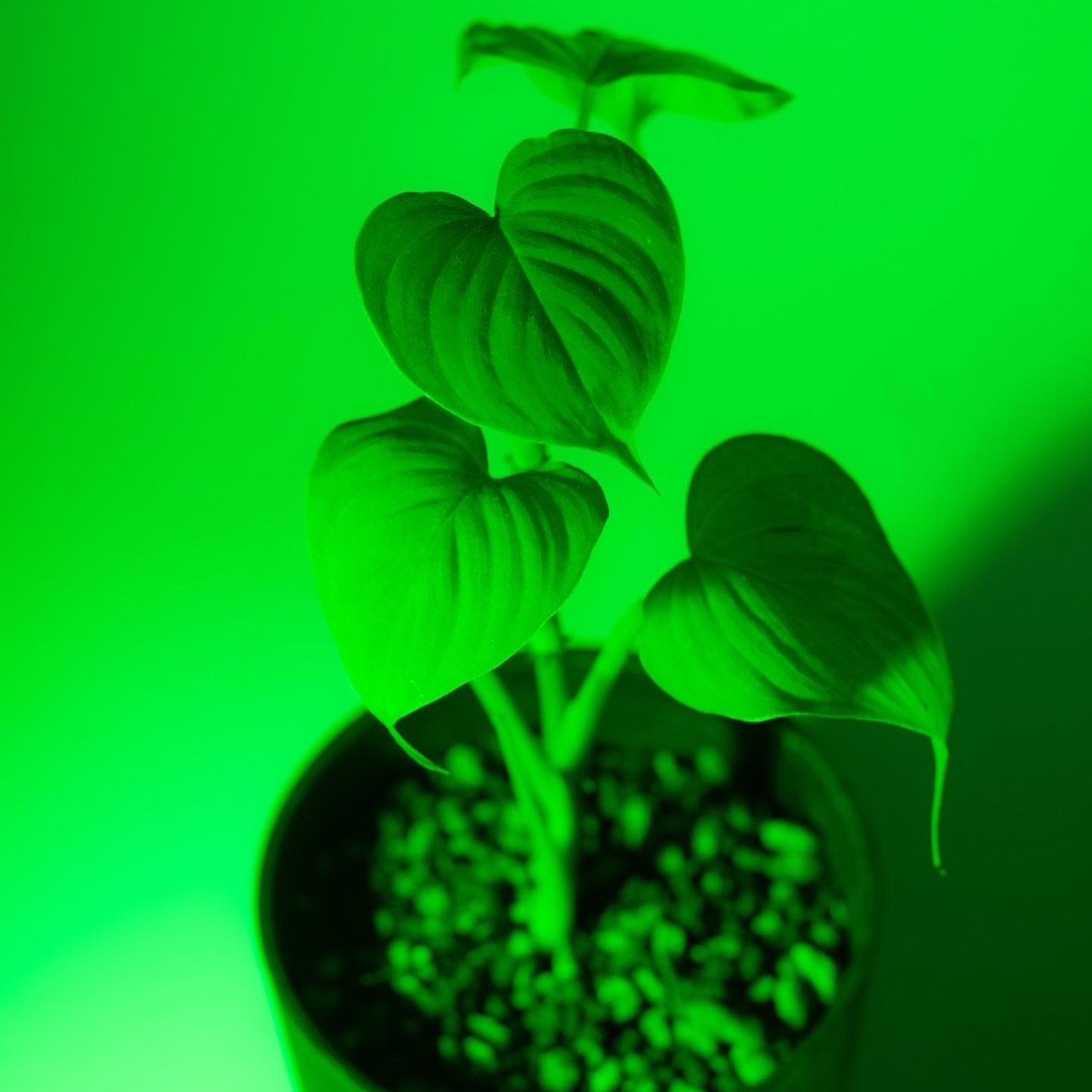 ＧＩＶＥ ＭＥ ＧＲＥＥＮ ＬＩＧＨＴ by みどりきくぞう２個セット新品未使用 BANKS Collection GIVE ME GREEN LIGHT by みどりきくぞう