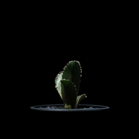アガベ チタノタ 白鯨 / Agave titanota ‘White Whale’ #46
