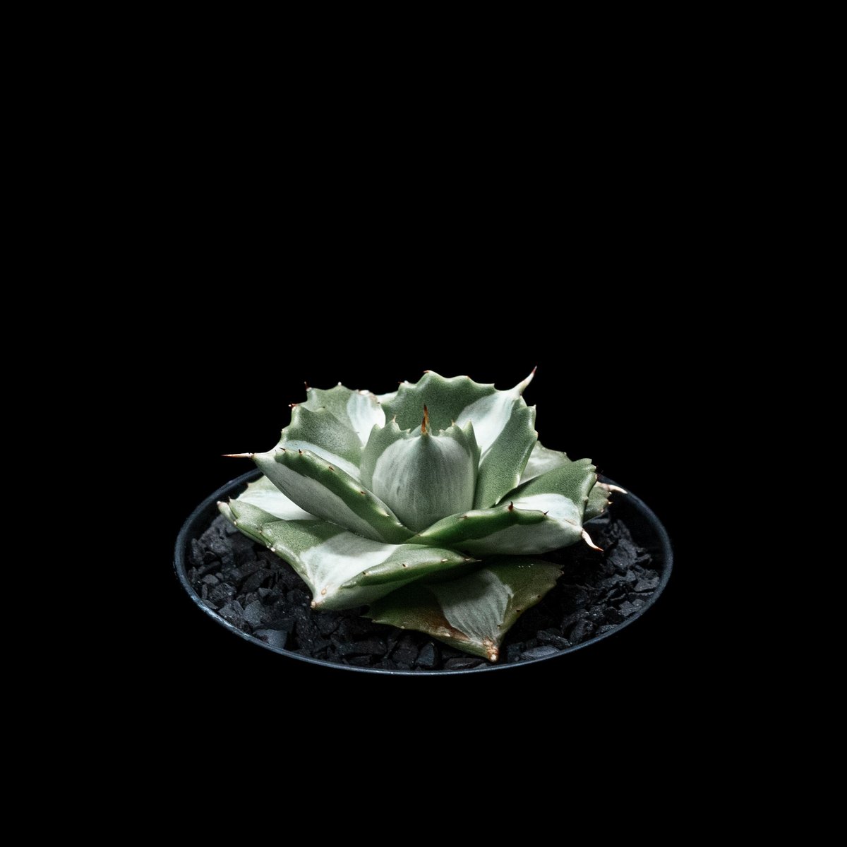 アガベ 王妃雷神 白中斑/ Agave isthmensis 'Ouhi Raijin' me