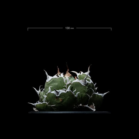 アガベ チタノタ 白鯨 / Agave titanota ‘White Whale’ #39