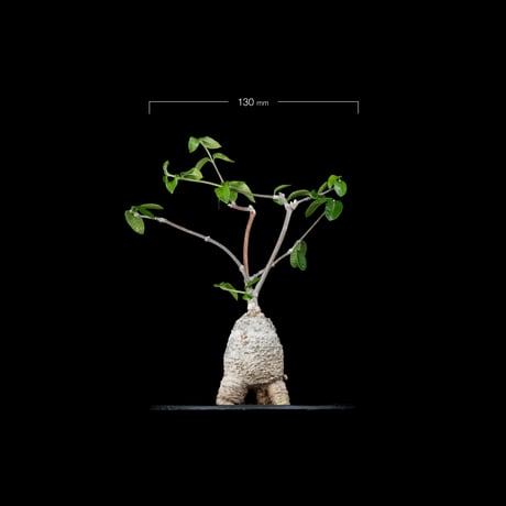 フォッケア エデュリス / Fockea edulis #4