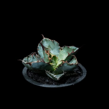 アガベ チタノタ ブラック&ブルー / Agave titanota ‘Black & Blue’ #5