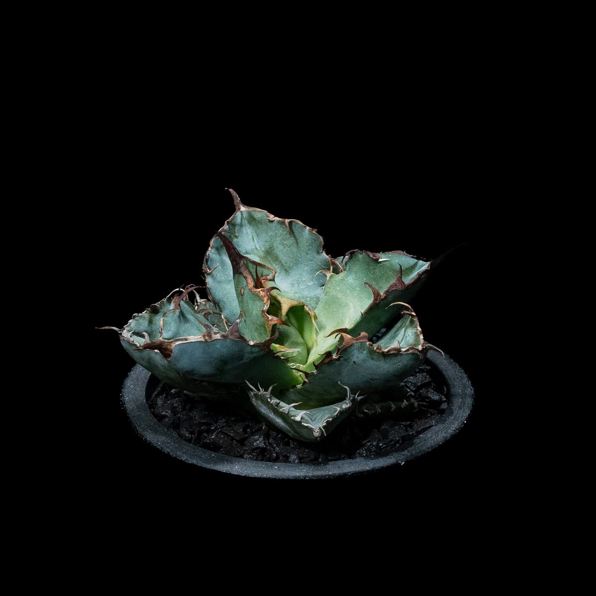 アガベチタノタ　ブラックアンドブルー　2頭 アガベ チタノタ ブラックアンドブルー Agave titanota Black