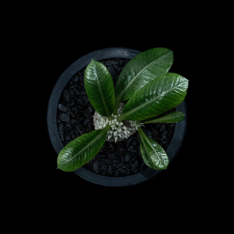 パキポディウム ブレビカウレ / Pachypodium brevicaule #3 | Du