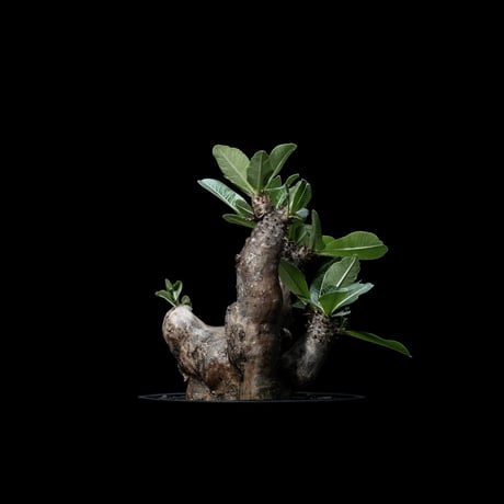パキポディウム エニグマティクム / Pachypodium enigmaticum #1