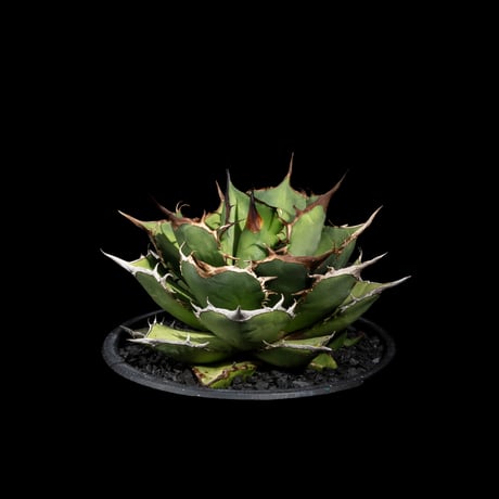 アガベ チタノタ 熊猫 / Agave titanota ‘Panda’ #1
